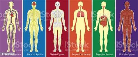 Ilustración De Diferentes Sistemas De Diagrama Del Cuerpo Humano Y Más