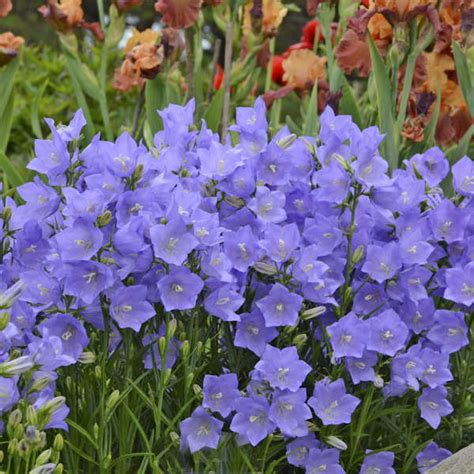 Campanula Persicifolia Takion Series Blue Perennial Resource