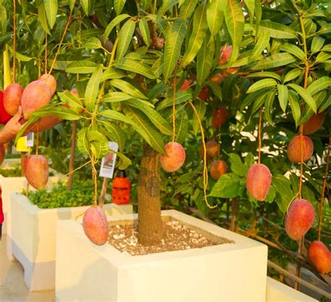 Buy Modern Plants Live Miyazaki Mango Eggs Of Sun Mango Japanese