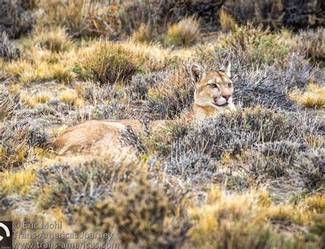 The Dinosaurs Of Patagonia Argentina • Trans Americas Journey