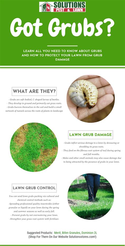 The Easy Way To Eliminate White Grubs From Your Lawn Infographic