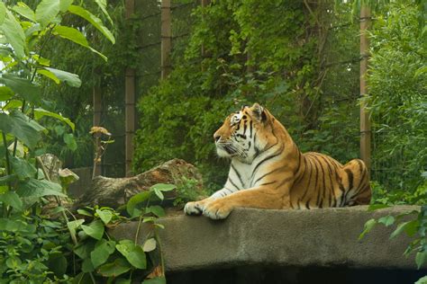 картинки Дикая природа зоопарк Джунгли Кот Фауна Тигр