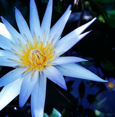 Bunga Teratai Biru Yang Kuncup Teresa Moreno