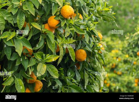 Oranges Growing In Orchard Stock Photo Alamy