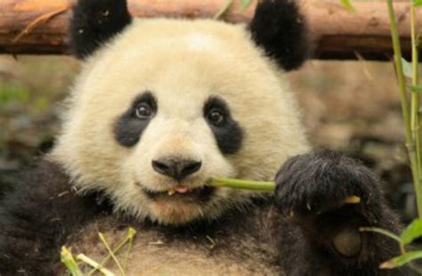 Why Did The Pandas Ancestors Ditch Meat For Bamboo Discover Magazine