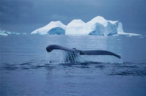 Antarctica Whale In Antartic Peninsula Whale Antarctica Wildlife
