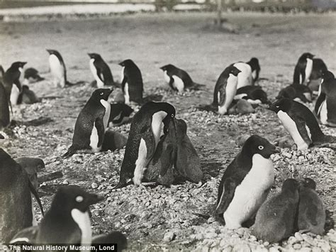 Sexual Depravity Of Penguins That Polar Explorer Discovered A Century