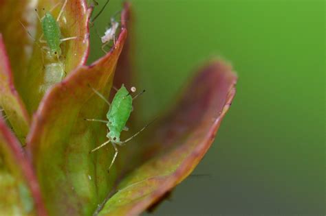 Our sumter, columbia, and charleston pest control experts have put together a list of simple things you can do around your home or office to prevent an infestation House Plant Pest Identification and Control
