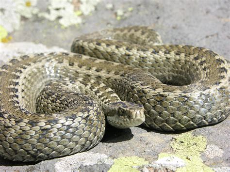 Conserving The Critically Endangered Darevskys Viper In Lake Arpi