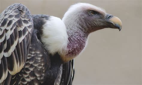 Category Birds Roaring Nature