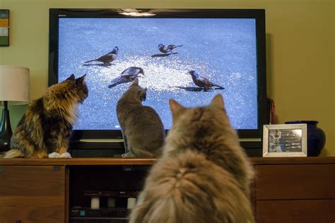 Curiosità I Gatti Guardano La Televisione Ecco Cosa Rispondono Gli Esperti