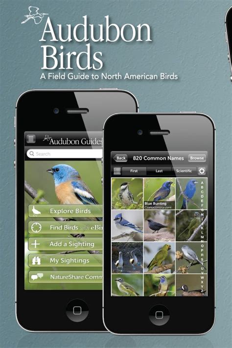 Audubon Birds Reference Audubon Birds Reference Field Guide