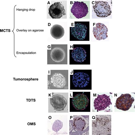 Steps For Formation Of Spherical Cancer Models A Multicellular Tumor