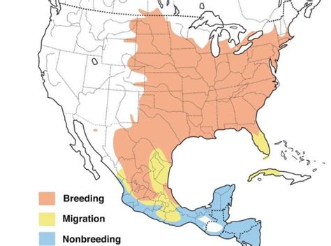 The 2 Oriole Species In Kentucky W Range Maps Bird Watching Hq
