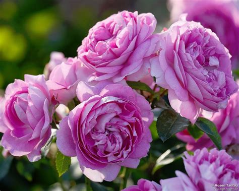 Buy Lilac Topaz ® Floribunda Rose Agel Rosen