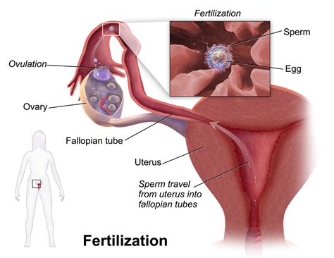 Human Female Egg Diagram