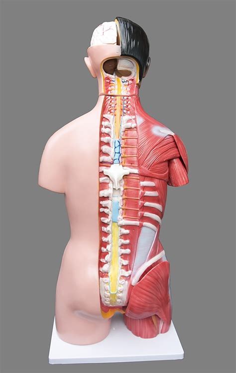 In the arm and shoulder, there are so many important muscles that allow you to move your upper limb. Human Upper Torso Anatomy / Human Female Anatomy - Body ...