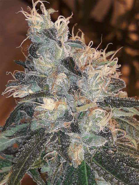 Traditional red candy apples | etsy. Candy Glue (Lineage Genetics) :: Cannabis Strain Info