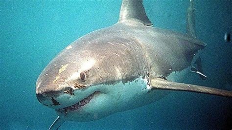 A Great White Shark Swimming In The Ocean