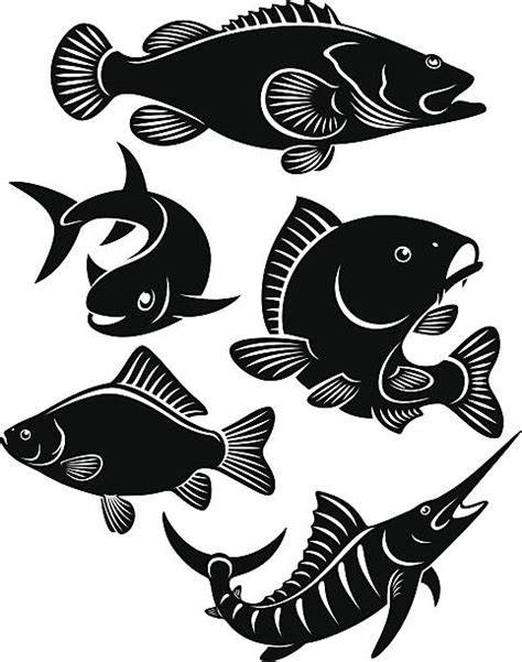 Best Striped Bass Illustrations Royalty Free Vector Graphics And Clip