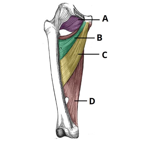 Medial Thigh Anatomy