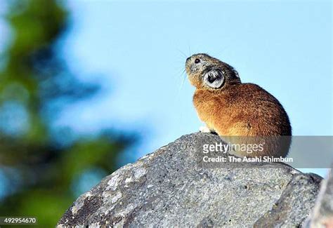 Japanese Pika In Hokkaido Photos And Premium High Res Pictures Getty