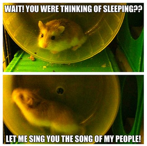 Hamster Humor 20pics Lol Pinterest Humor Animal And Hamster Stuff