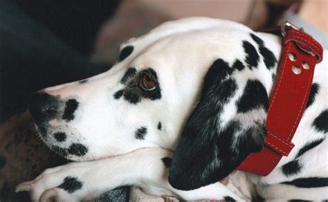 extra blog image - DALMATION DOG WEARING RED COLLAR - Canine Campus Dog