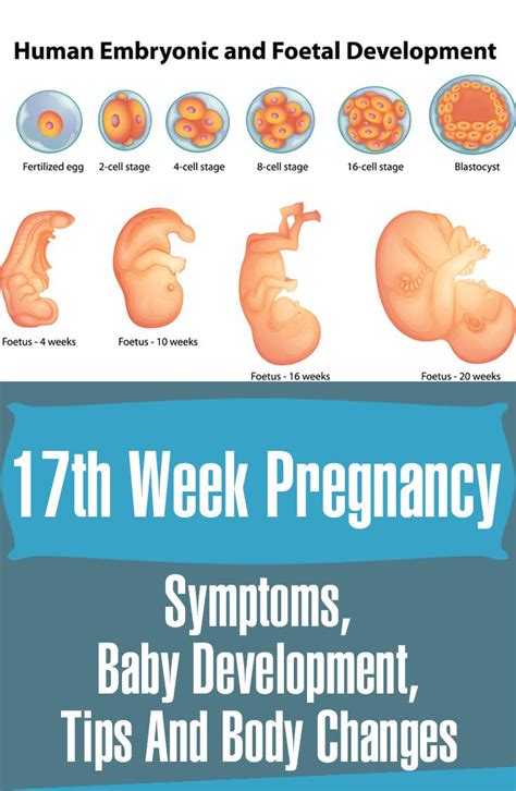 17 Weeks Pregnant Symptoms Baby Development Tips And Body Changes