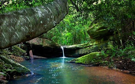 Hd Wallpaper Rainforest River Turquoise Water Green Moss Rocks Tree