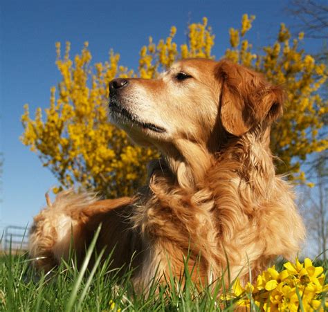 47 Free Spring Wallpaper With Dogs Wallpapersafari