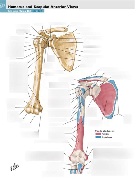 Plate Humerus And Scapula Anterior View Diagram Quizlet My Xxx Hot Girl