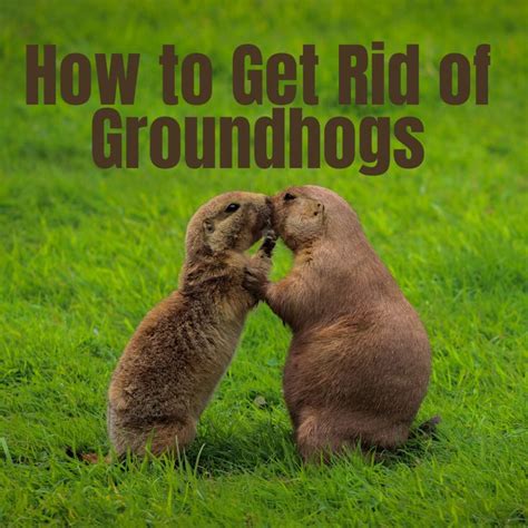 12 Effective Ways to Get Rid of Groundhogs for Good | Get rid of
