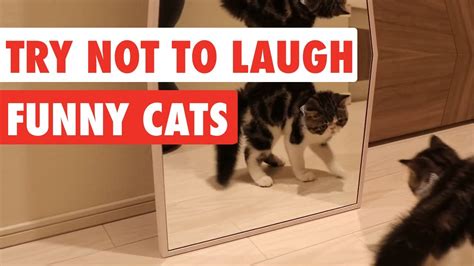 Try Not To Laugh Funny Cat Video Compilation 2017 Buzzlook