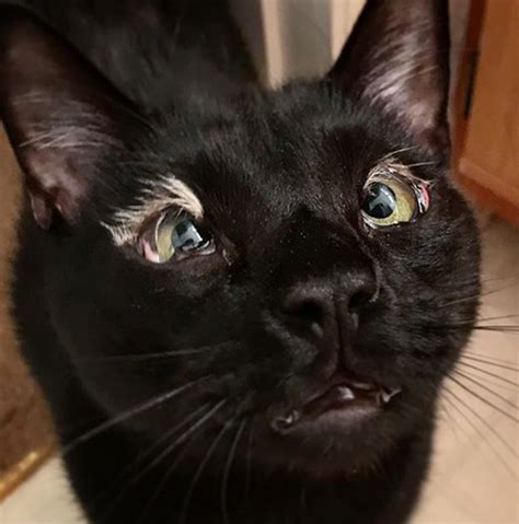 Meet The Handsome Cat Who Was Born Without Eyelids And Found The