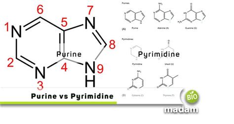 Purines And Pyrimidines In Dna Model