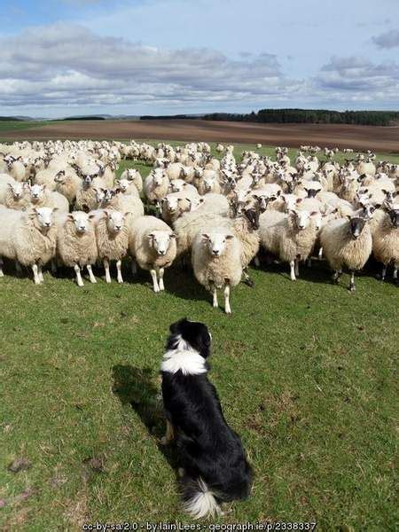 When Sheepdogs Dream Herding Sheep Herding Dogs Sheepdog