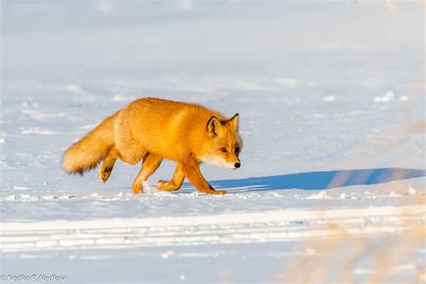 A Cutie Red Fox On The Frozen Lake Fuhren Hokkaido Nedko Nedkov