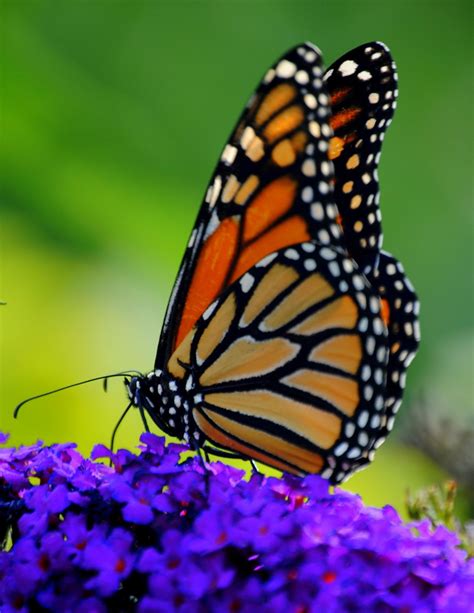 Monarch Butterfly On Butterfly Bush Photo Papillon Papillon Papillon Monarque