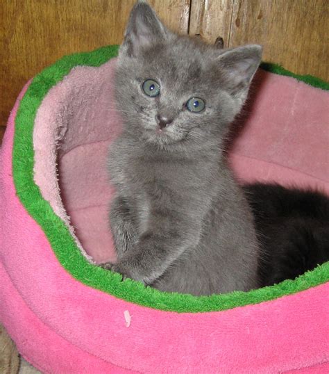 Free Grey Kittens Gray Kitten Looking Absolutely Gorgeous And