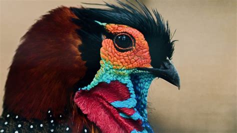 Western Tragopan Facts Diet Habitat