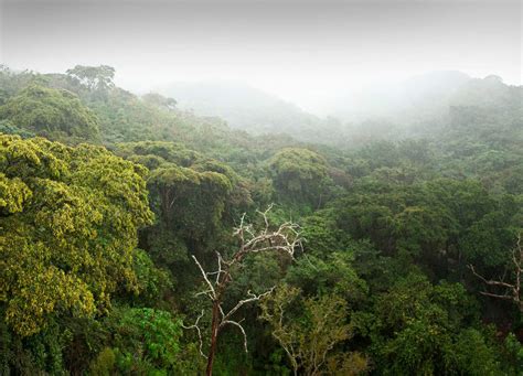 Ecological Vanishing Act African Rainforests Disappeared Then Bounced