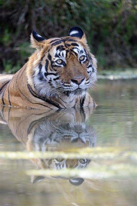 Bengal Tiger Panthera Tigris Tigris License Image