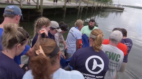 Clearwater Marine Aquarium Rescues And Relocates Manatees In Danger