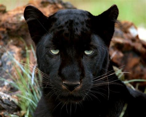 Wild Beautiful Black Panther Big Cat Nature Up Close Photo