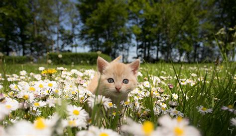 Baby Animal Cat Daisy Kitten Pet Wallpaper Resolution2000x1157 Id