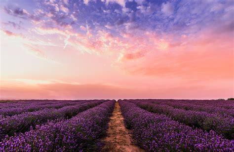 Lavender Field Under Pink Sky 5k Wallpaperhd Nature Wallpapers4k