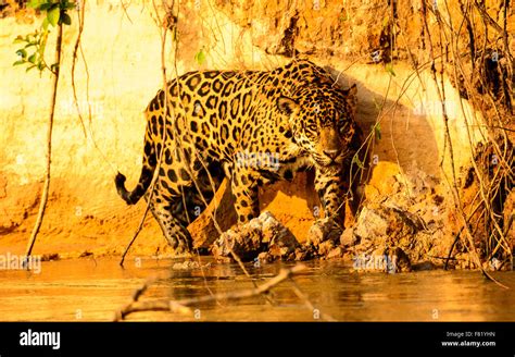 A Prowling Jaguar Walking On The Waters Edge Stock Photo Alamy