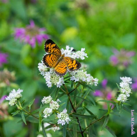 Mountain Mint Virginia Backyard Butterflies