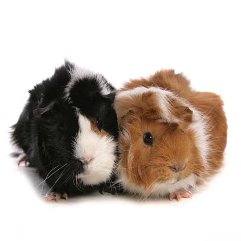 Guinea Pigs For Sale Buy Live Guinea Pigs For Sale Petco